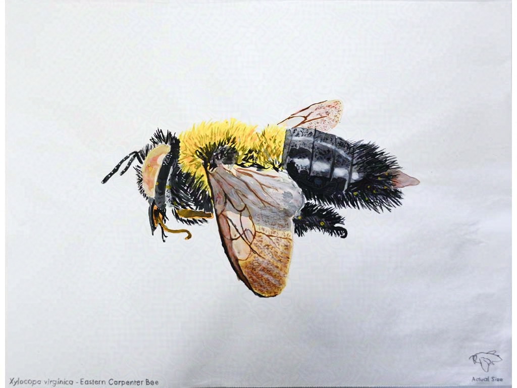 bee speciment